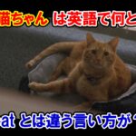 【キャプテン・マーベル】『子猫・猫ちゃん』は英語で何と言う？『cat』とは違う言い方が？【アベンジャーズのセリフで英語の問題】
